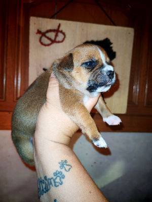 CHIOT