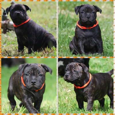Mâle collier orange
