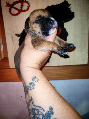 CHIOT