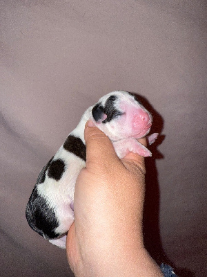CHIOT