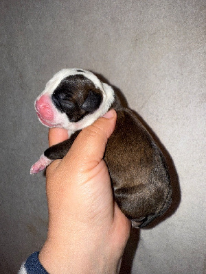 CHIOT