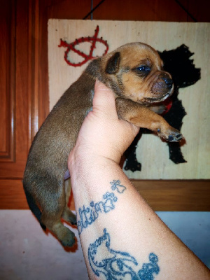 CHIOT