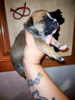 CHIOT