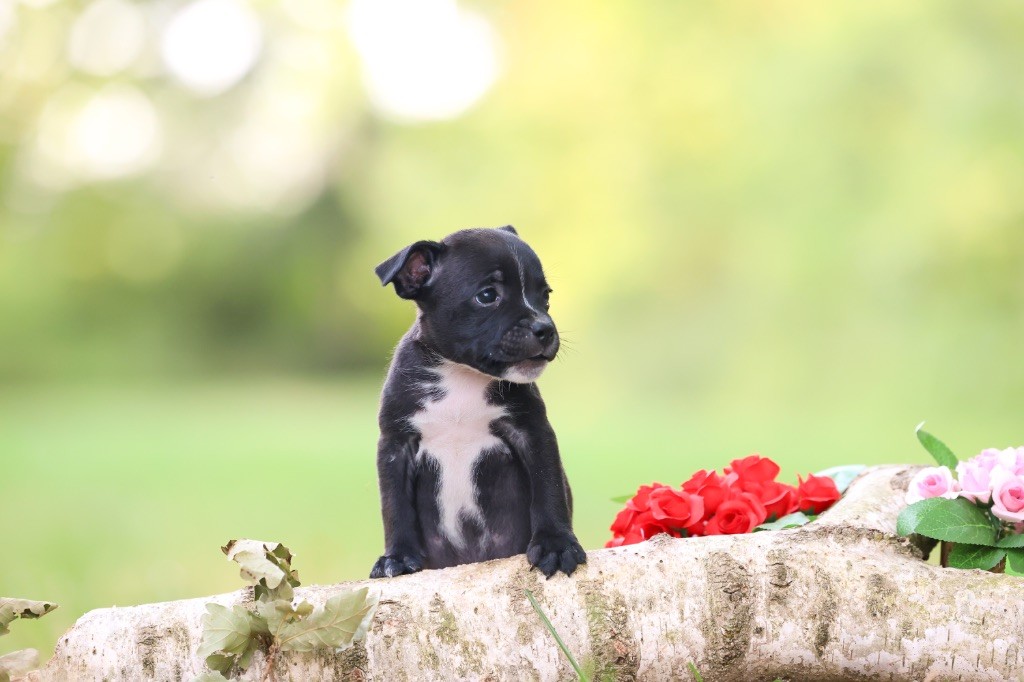 Spirit Wolf Addict - Chiots disponibles - Staffordshire Bull Terrier
