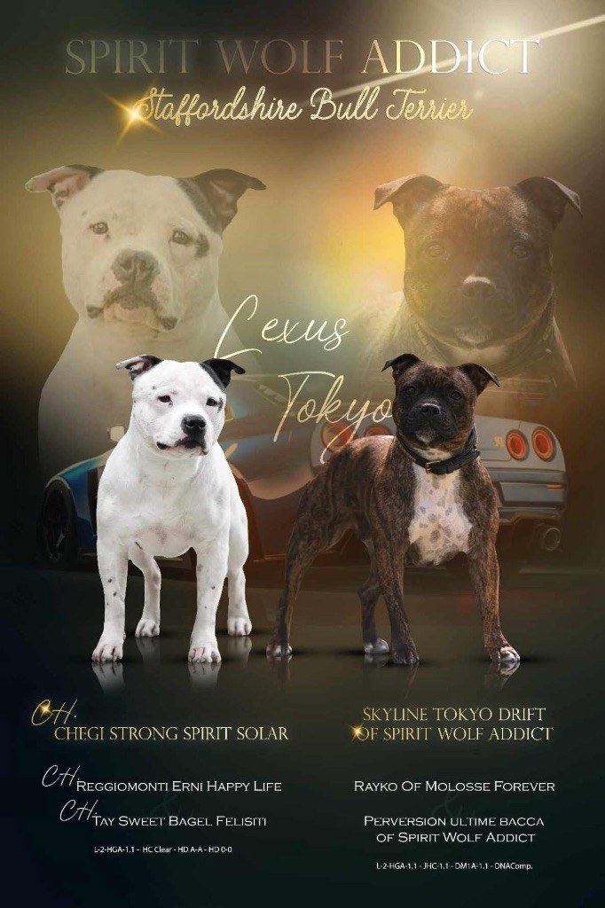 Chiot Staffordshire Bull Terrier Spirit Wolf Addict