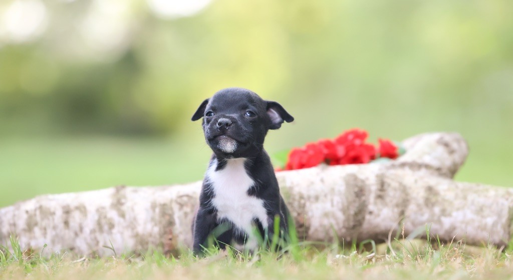 Spirit Wolf Addict - Chiots disponibles - Staffordshire Bull Terrier
