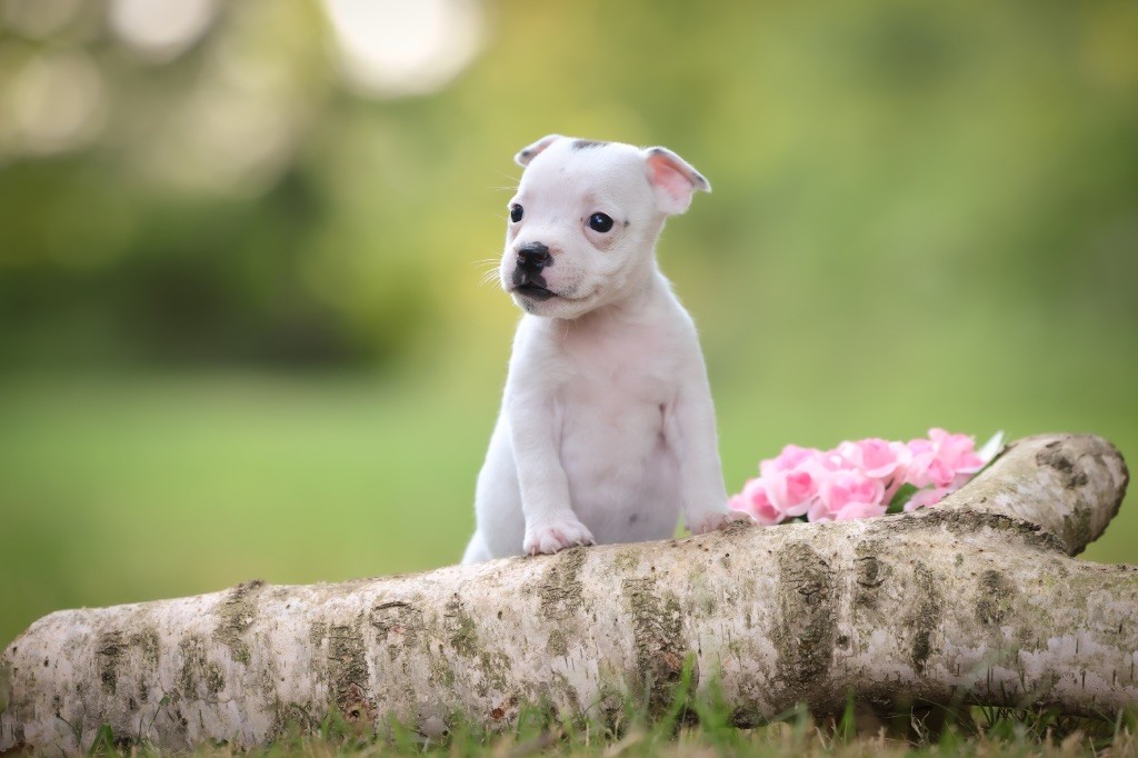 Spirit Wolf Addict - Chiots disponibles - Staffordshire Bull Terrier