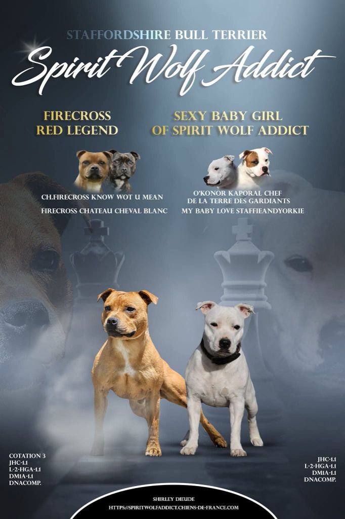 Spirit Wolf Addict - Staffordshire Bull Terrier - Portée née le 29/09/2025