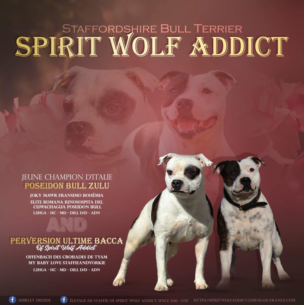 Chiot Staffordshire Bull Terrier Spirit Wolf Addict
