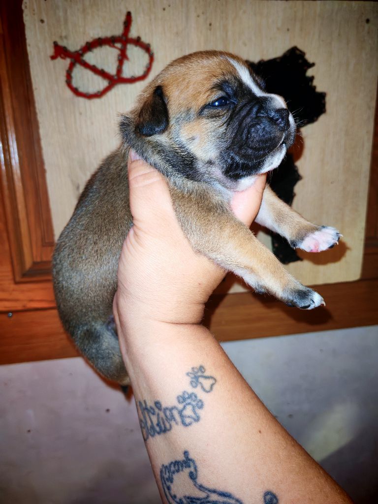 Spirit Wolf Addict - Staffordshire Bull Terrier - Portée née le 02/08/2025