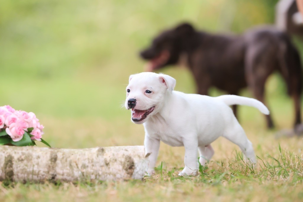 Spirit Wolf Addict - Chiots disponibles - Staffordshire Bull Terrier
