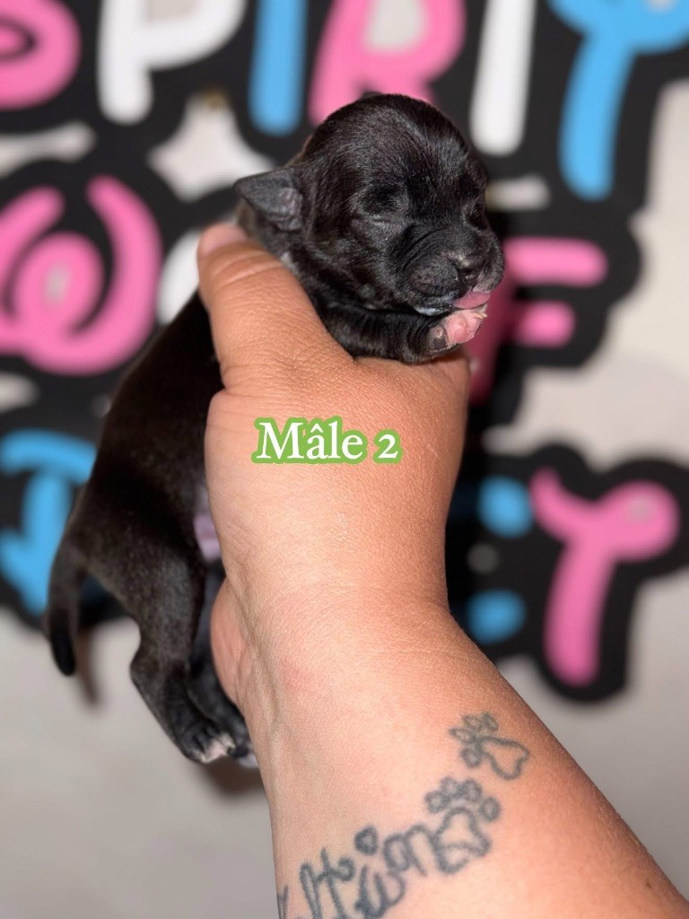 Spirit Wolf Addict - Chiots disponibles - Staffordshire Bull Terrier